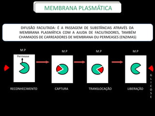G
L
I
C
O
S
E
RECONHECIMENTO
M.P
LIBERAÇÃO
MEMBRANA PLASMÁTICA
CAPTURA
M.P M.P
TRANSLOCAÇÃO
Glicose
M.P
Permease
DIFUSÃO FACILITADA: É A PASSAGEM DE SUBSTÂNCIAS ATRAVÉS DA
MEMBRANA PLASMÁTICA COM A AJUDA DE FACILITADORES, TAMBÉM
CHAMADOS DE CARREADORES DE MEMBRANA OU PERMEASES (ENZIMAS)
RECONHECIMENTO
M.P M.PM.P M.P
TRANSLOCAÇÃOCAPTURA LIBERAÇÃO
G
L
I
C
O
S
E
 