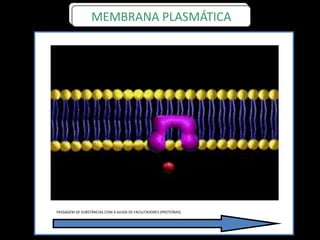 PASSAGEM DE SUBSTÂNCIAS COM A AJUDA DE FACILITADORES (PROTEÍNAS)
MEMBRANA PLASMÁTICA
 