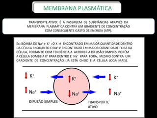 MEMBRANA PLASMÁTICA
Ex: BOMBA DE Na+ e K+ : O K+ é ENCONTRADO EM MAIOR QUANTIDADE DENTRO
DA CÉLULA ENQUANTO O Na+ é ENCONTRADO EM MAIOR QUANTIDADE FORA DA
CÉLULA, PORTANTO COM TENDÊNCIA A ACORRER A DIFUSÃO SIMPLES. PORÉM
A CÉLULA BOMBEIA K+ PARA DENTRO E Na+ PARA FORA, MESMO CONTRA UM
GRADIENTE DE CONCENTRAÇÃO (JÁ ESTÁ CHEIO E A CÉLULA JOGA MAIS).
K+
Na+
K+
Na+
K+
Na+
DIFUSÃO SIMPLES TRANSPORTE
ATIVO
TRANSPORTE ATIVO: É A PASSAGEM DE SUBSTÂNCIAS ATRAVÉS DA
MEMBRANA PLASMÁTICA CONTRA UM GRADIENTE DE CONCENTRAÇÃO
COM CONSEQUENTE GASTO DE ENERGIA (ATP).
 