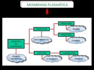 MEMBRANA PLASMÁTICA
TRASPORTE
EM
QUANTIDADE
ENDOCITOSE
EXOCITOSE
FAGOCITOSE
PINOCITOSE
CLASMOCITOSE
GRANDES
MOLÉCULAS
ENGLOBAMENTO
ELIMINAÇÃO RESÍDUOS
LÍQUIDOS
SÓLIDOS
 
