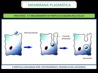 MEMBRANA PLASMÁTICA
Canal de
pinocitose
Partícula líquida
pinossomo
PINOCITOSE: É O ENGLOBAMENTO DE PARTÍCULAS LÍQUIDAS PELA CÉLULA
A PARTÍCULA ENGLOBADA SERÁ, POSTERIORMENTE, DIGERIDA PELOS LISOSSOMOS
 