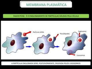 MEMBRANA PLASMÁTICA
Partícula sólida
FAGOCITOSE: É O ENGLOBAMENTO DE PARTÍCULAS SÓLIDAS PELA CÉLULA
A PARTÍCULA ENGLOBADA SERÁ, POSTERIORMENTE, DIGERIDA PELOS LISOSSOMOS
Fagossomo
Lisossomos
Pseudópodes
 