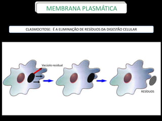 MEMBRANA PLASMÁTICA
RESÍDUOS
Vacúolo resídual
CLASMOCITOSE: É A ELIMINAÇÃO DE RESÍDUOS DA DIGESTÃO CELULAR
 