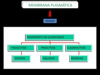 SÓLIDOS
FAGOCITOSE
LÍQUIDOS
PINOCITOSE
RESÍDUOS
CLASMOCITOSE
TRANSPORTE EM QUANTIDADE
RESUMO
MEMBRANA PLASMÁTICA
 