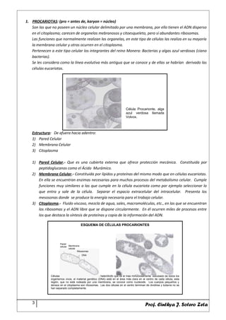 1. PROCARIOTAS: (pro = antes de, karyon = núcleo)
Son las que no poseen un núcleo celular delimitado por una membrana, por ello tienen el ADN disperso
en el citoplasma; carecen de organelos mebranosos y citoesqueleto, pero sí abundantes ribosomas.
Las funciones que normalmente realizan las organelas, en este tipo de células las realiza en su mayoría
la membrana celular y otras ocurren en el citoplasma.
Pertenecen a este tipo celular los integrantes del reino Monera: Bacterias y algas azul verdosas (ciano
bacterias).
Se les considera como la línea evolutiva más antigua que se conoce y de ellas se habrían derivado las
células eucariotas.
Estructura: De afuera hacia adentro:
1) Pared Celular
2) Membrana Celular
3) Citoplasma
1) Pared Celular.- Que es una cubierta externa que ofrece protección mecánica. Constituida por
peptidoglucanos como el Ácido Murámico.
2) Membrana Celular.- Constituida por lípidos y proteínas del mismo modo que en células eucariotas.
En ella se encuentran enzimas necesarias para muchos procesos del metabolismo celular. Cumple
funciones muy similares a las que cumple en la célula eucariota como por ejemplo seleccionar lo
que entra y sale de la célula. Separar el espacio extracelular del intracelular. Presenta los
mesosonas donde se produce la energía necesaria para el trabajo celular.
3) Citoplasma.- Fluido viscoso, mezcla de agua, sales, macromoléculas, etc., en las que se encuentran
los ribosomas y el ADN libre que se dispone circularmente. En él ocurren miles de procesos entre
los que destaca la síntesis de proteínas y copia de la información del ADN.
3
Prof. Cinthya J. Sotero Zeta
Célula Procarionte, alga
azul verdosa llamada
Volvox.
ESQUEMA DE CÉLULAS PROCARIONTES
Células de Escherichia coli, el procariota heterótrofo que es el más minuciosamente estudiado de todos los
organismos vivos, el material genético (DNA) está en el área más clara en el centro de cada célula, esta
región, que no está rodeada por una membrana, se conoce como nucleoide. Los cuerpos pequeños y
densos en el citoplasma son ribosomas. Las dos células en el centro terminan de dividirse y todavía no se
han separado completamente.
Pared
celular Membrana
celular
Ribosomas
DNA
 
