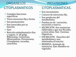 ORGANELOS INCLUSIONES
CITOPLASMATICOS CITOPLASMATICAS.
 Cumplen funciones
específicas
 Tiene estructura fija y forma
 Son permanentes
 Son esenciales por su
función.
 Ejm:
 Retículo endoplasmatico liso
y rugoso, A. de golgi,
Ribosomas, Lisosomas,
Mitocondrias, Peroxisomas,
Cloroplastos, vacuolas,
centriolos.
 Son inconstantes
 Carecen de estructura fija.
 Son productos del
metabolismo
 Pueden ser de : secreción,
excreción o reserva.
 SECRECIÓN: Son sustancias
elaboradas y que son llevadas
a otros sitios. Ejm Enzimas
Digestivas.
 EXCRECIÓN: Desechos del
metabolismo y son
eliminados al exterior.
 RESERVA: Acúmulo de
sustancias. Ejm Almidón en
vegetales.
 
