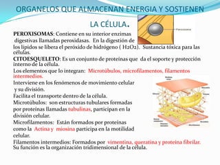 ORGANELOS QUE ALMACENAN ENERGIA Y SOSTIENEN
LA CÉLULA.
PEROXISOMAS: Contiene en su interior enzimas
digestivas llamadas peroxidasas. En la digestión de
los lípidos se libera el peróxido de hidrógeno ( H2O2). Sustancia tóxica para las
células.
CITOESQUELETO: Es un conjunto de proteínas que da el soporte y protección
interno de la célula.
Los elementos que lo integran: Microtúbulos, microfilamentos, filamentos
intermedios.
Interviene en los fenómenos de movimiento celular
y su división.
Facilita el transporte dentro de la célula.
Microtúbulos: son estructuras tubulares formadas
por proteínas llamadas tubulinas, participan en la
división celular.
Microfilamentos: Están formados por proteínas
como la Actina y miosina participa en la motilidad
celular.
Filamentos intermedios: Formados por vimentina, queratina y proteína fibrilar.
Su función es la organización tridimensional de la célula.
 