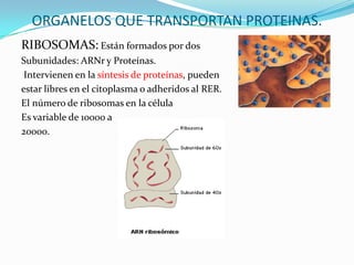 ORGANELOS QUE TRANSPORTAN PROTEINAS.
RIBOSOMAS: Están formados por dos
Subunidades: ARNr y Proteínas.
Intervienen en la síntesis de proteínas, pueden
estar libres en el citoplasma o adheridos al RER.
El número de ribosomas en la célula
Es variable de 10000 a
20000.
 