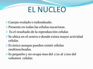 EL NUCLEO
Cuerpo ovalado o redondeado.
Presente en todas las células eucariotas.
 Es el resultado de la reproducción celular.
Se ubica en el centro o donde exista mayor actividad
celular.
Es único aunque pueden existir células
multinucleadas.
Es pequeño y no ocupa mas del 1/20 al 1/100 del
volumen celular.
 