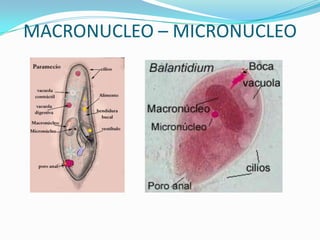 MACRONUCLEO – MICRONUCLEO
 