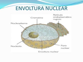 ENVOLTURA NUCLEAR
 