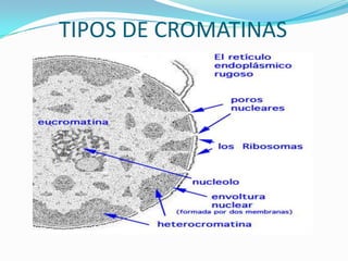 TIPOS DE CROMATINAS
 