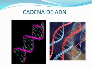 CADENA DE ADN
 