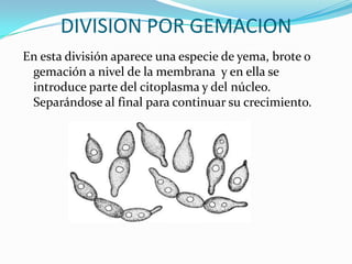DIVISION POR GEMACION
En esta división aparece una especie de yema, brote o
gemación a nivel de la membrana y en ella se
introduce parte del citoplasma y del núcleo.
Separándose al final para continuar su crecimiento.
 