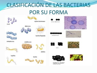 CLASIFICACIÓN DE LAS BACTERIAS
POR SU FORMA
 