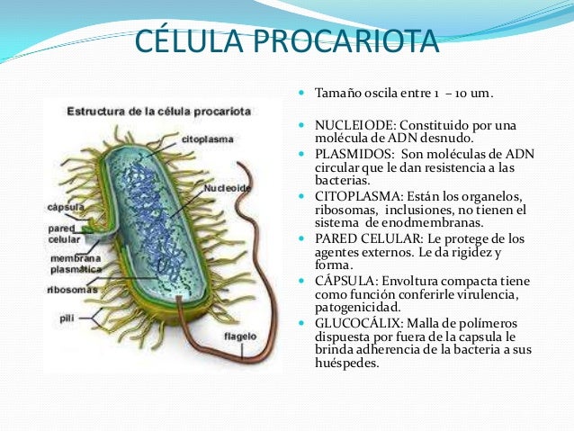 Celula^