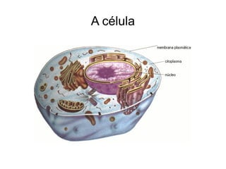 A célula
 