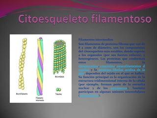 Filamentos intermedios
Son filamentos de proteína fibrosa que van de
8 a 11nm de diámetro, son los componentes
del citoesqueleto más estables, dando soporte
a los orgánulos (por sus fuertes enlaces), y
heterogéneos. Las proteínas que conforman
estos
filamentos,
la
citoqueratina, vimentina, neurofilamentos, d
esmina y la proteína fibrilar acídica de la
glia, dependen del tejido en el que se hallen.
Su función principal es la organización de la
estructura tridimensional interna de la célula
(por ejemplo, forman parte de la envuelta
nuclear y de los sarcómeros). También
participan en algunas uniones intercelulares
(desmosomas).

 