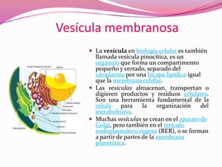Vesícula membranosa
 La vesícula en biología celular es también

llamada vesícula pinocítica, es un
orgánulo que forma un compartimento
pequeño y cerrado, separado del
citoplasma por una bicapa lipídica igual
que la membrana celular.
 Las vesículas almacenan, transportan o
digieren productos y residuos celulares.
Son una herramienta fundamental de la
célula
para
la
organización
del
metabolismo.
 Muchas vesículas se crean en el aparato de
Golgi, pero también en el retículo
endoplasmático rugoso (RER), o se forman
a partir de partes de la membrana
plasmática.

 