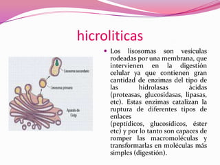 hicroliticas
 Los

lisosomas son vesículas
rodeadas por una membrana, que
intervienen en la digestión
celular ya que contienen gran
cantidad de enzimas del tipo de
las
hidrolasas
ácidas
(proteasas, glucosidasas, lipasas,
etc). Estas enzimas catalizan la
ruptura de diferentes tipos de
enlaces
(peptídicos, glucosídicos, éster
etc) y por lo tanto son capaces de
romper las macromoléculas y
transformarlas en moléculas más
simples (digestión).

 