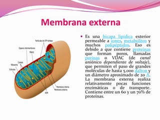 Membrana externa
 Es una bicapa lipídica exterior

permeable a iones, metabolitos y
muchos polipéptidos. Eso es
debido a que contiene proteínas
que forman poros, llamadas
porinas o VDAC (de canal
aniónico dependiente de voltaje),
que permiten el paso de grandes
moléculas de hasta 5.000 dalton y
un diámetro aproximado de 20 Å.
La membrana externa realiza
relativamente pocas funciones
enzimáticas o de transporte.
Contiene entre un 60 y un 70% de
proteínas.

 