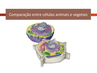 Comparação entre células animais e vegetais

 