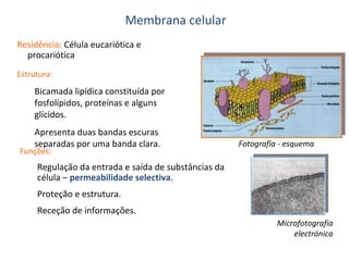 Membrana celular
Residência: Célula eucariótica e
procariótica
Estrutura:

Bicamada lipídica constituída por
fosfolípidos, proteínas e alguns
glícidos.
Apresenta duas bandas escuras
separadas por uma banda clara.

Funções:

Fotografia - esquema

Regulação da entrada e saída de substâncias da
célula – permeabilidade selectiva.
Proteção e estrutura.
Receção de informações.
Microfotografia
electrónica

 