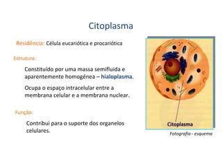 Citoplasma
Residência: Célula eucariótica e procariótica
Estrutura:

Constituído por uma massa semifluida e
aparentemente homogénea – hialoplasma.
Ocupa o espaço intracelular entre a
membrana celular e a membrana nuclear.
Função:

Contribui para o suporte dos organelos
celulares.

Fotografia - esquema

 