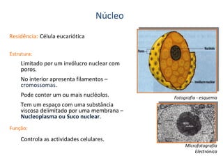 Núcleo
Residência: Célula eucariótica
Estrutura:

Limitado por um invólucro nuclear com
poros.
No interior apresenta filamentos –
cromossomas.
Pode conter um ou mais nucléolos.

Fotografia - esquema

Tem um espaço com uma substância
viscosa delimitado por uma membrana –
Nucleoplasma ou Suco nuclear.
Função:

Controla as actividades celulares.

Microfotografia
Electrónica

 