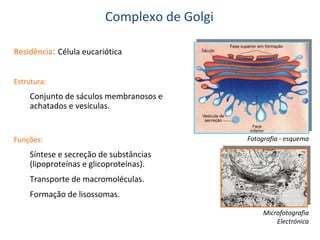 Complexo de Golgi
Residência: Célula eucariótica
Estrutura:

Conjunto de sáculos membranosos e
achatados e vesículas.

Funções:

Fotografia - esquema

Síntese e secreção de substâncias
(lipoproteínas e glicoproteínas).
Transporte de macromoléculas.
Formação de lisossomas.
Microfotografia
Electrónica

 