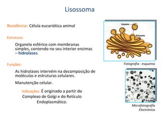 Lisossoma
Residência: Célula eucariótica animal
Estrutura:

Organelo esférico com membranas
simples, contendo no seu interior enzimas
– hidrolases.
Fotografia - esquema

Funções:

As hidrolases intervém na decomposição de
moléculas e estruturas celulares.
Manutenção celular.
Indicações: É originado a partir do

Complexo de Golgi e do Retículo
Endoplasmático.

Microfotografia
Electrónica

 