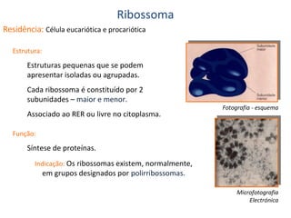 Ribossoma
Residência: Célula eucariótica e procariótica
Estrutura:

Estruturas pequenas que se podem
apresentar isoladas ou agrupadas.
Cada ribossoma é constituído por 2
subunidades – maior e menor.
Associado ao RER ou livre no citoplasma.

Fotografia - esquema

Função:

Síntese de proteínas.
Indicação: Os ribossomas existem, normalmente,

em grupos designados por polirribossomas.

Microfotografia
Electrónica

 
