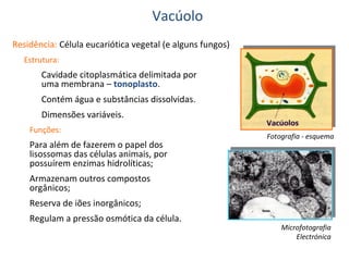 Vacúolo
Residência: Célula eucariótica vegetal (e alguns fungos)
Estrutura:

Cavidade citoplasmática delimitada por
uma membrana – tonoplasto.
Contém água e substâncias dissolvidas.
Dimensões variáveis.
Funções:

Para além de fazerem o papel dos
lisossomas das células animais, por
possuírem enzimas hidrolíticas;

Fotografia - esquema

Armazenam outros compostos
orgânicos;
Reserva de iões inorgânicos;
Regulam a pressão osmótica da célula.

Microfotografia
Electrónica

 