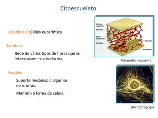 Citoesqueleto

Residência: Célula eucariótica
Estrutura:

Rede de vários tipos de fibras que se
intercruzam no citoplasma.

Fotografia - esquema

Funções:

Suporte mecânico a algumas
estruturas.
Mantém a forma da célula.
Microfotografia

 