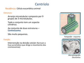 Centríolo
Residência: Célula eucariótica animal
Estrutura:

Arranjo microtubular composto por 9
grupos de 3 microtubulos.
Todo o conjunto tem um aspecto
cilíndrico.
Ao conjunto de duas estruturas –
Centrossoma.
São muito pequenos.

Fotografia - esquema

Função:

Intervenção na divisão celular (formam o

fuso acromático que dirige o movimento dos
cromossomas)

Microfotografia
Electrónica

 
