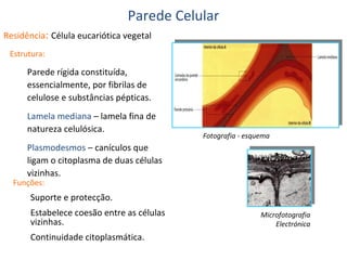 Parede Celular
Residência: Célula eucariótica vegetal
Estrutura:

Parede rígida constituída,
essencialmente, por fibrilas de
celulose e substâncias pépticas.
Lamela mediana – lamela fina de
natureza celulósica.

Fotografia - esquema

Plasmodesmos – canículos que
ligam o citoplasma de duas células
vizinhas.

Funções:

Suporte e protecção.
Estabelece coesão entre as células
vizinhas.
Continuidade citoplasmática.

Microfotografia
Electrónica

 