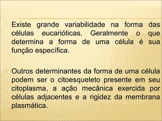 

Existe grande variabilidade na forma das
células eucarióticas. Geralmente o que
determina a forma de uma célula é sua
função específica.



Outros determinantes da forma de uma célula
podem ser o citoesqueleto presente em seu
citoplasma, a ação mecânica exercida por
células adjacentes e a rigidez da membrana
plasmática.

 