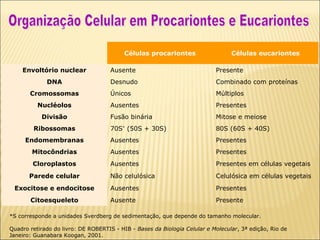 Células procariontes

Células eucariontes

Envoltório nuclear

Ausente

Presente

DNA

Desnudo

Combinado com proteínas

Únicos

Múltiplos

Ausentes

Presentes

Fusão binária

Mitose e meiose

70S* (50S + 30S)

80S (60S + 40S)

Endomembranas

Ausentes

Presentes

Mitocôndrias

Ausentes

Presentes

Cloroplastos

Ausentes

Presentes em células vegetais

Não celulósica

Celulósica em células vegetais

Exocitose e endocitose

Ausentes

Presentes

Citoesqueleto

Ausente

Presente

Cromossomas
Nucléolos
Divisão
Ribossomas

Parede celular

*S corresponde a unidades Sverdberg de sedimentação, que depende do tamanho molecular.
 
Quadro retirado do livro: DE ROBERTIS - HIB - Bases da Biologia Celular e Molecular, 3ª edição, Rio de
Janeiro: Guanabara Koogan, 2001.

 