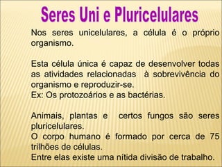 Nos seres unicelulares, a célula é o próprio
organismo.
Esta célula única é capaz de desenvolver todas
as atividades relacionadas à sobrevivência do
organismo e reproduzir-se.
Ex: Os protozoários e as bactérias.
Animais, plantas e certos fungos são seres
pluricelulares.
O corpo humano é formado por cerca de 75
trilhões de células.
Entre elas existe uma nítida divisão de trabalho.

 