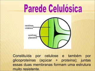 Constituída por celulose e também por
glicoproteínas (açúcar + proteína); juntas
essas duas membranas formam uma estrutura
muito resistente.

 