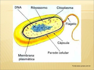 Fonte:www.cynara.com.br

 