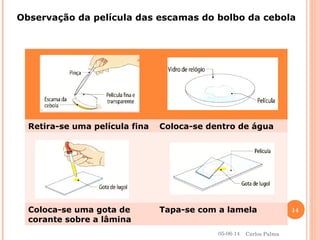Observação da película das escamas do bolbo da cebola
Retira-se uma película fina Coloca-se dentro de água
Coloca-se uma gota de
corante sobre a lâmina
Tapa-se com a lamela
05-06-14
14
Carlos Palma
 