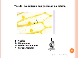 Tecido da película das escamas da cebola
1
2
3
4
1- Núcleo
2- Citoplasma
3- Membrana Celular
4- Parede Celular
05-06-14
15
Carlos Palma
 