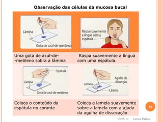Uma gota de azul-de-
-metileno sobra a lâmina
Raspa suavemente a língua
com uma espátula.
Coloca o conteúdo da
espátula no corante
Coloca a lamela suavemente
sobre a lamela com a ajuda
da agulha de dissecação
Observação das células da mucosa bucal
05-06-14
16
Carlos Palma
 