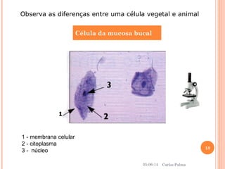Célula da mucosa bucal
Observa as diferenças entre uma célula vegetal e animal
1
1 - membrana celular
2 - citoplasma
3 - núcleo
05-06-14
18
Carlos Palma
 