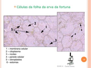 1 – membrana celular
2 – citoplasma
3 – núcleo
4 – parede celular
5 – cloroplastos
6 - estomas
 Células da folha da erva da fortuna
05-06-14
19
Carlos Palma
 