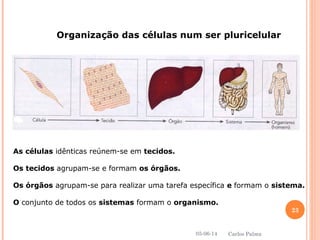 Organização das células num ser pluricelular
As células idênticas reúnem-se em tecidos.
Os tecidos agrupam-se e formam os órgãos.
Os órgãos agrupam-se para realizar uma tarefa específica e formam o sistema.
O conjunto de todos os sistemas formam o organismo.
05-06-14
23
Carlos Palma
 