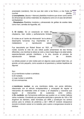 anaranjado (caroteno). Son los que dan color a las flores y a las frutas de 
muchas plantas. 
§ Leucoplastos. (leucos = blancos) plastidios incoloros que sirven como centro 
de almacenajo de ciertos materiales de citoplasma como en el caso del almidón 
(amiloplastos) 
. Oleoplastos.-Plastidios incoloros y almacenado de gotitas de aceites tales 
como maní, semillas de higuerilla, etc. 
10 
3. El núcleo.- Es un corpúsculo en medio del 
citoplasma, bien visible y perfectamente limitado. 
El núcleo es el “centro de información” de la célula y 
desempeña funciones muy importantes en el 
metabolismo y reproducción celular. 
Fue descubierto por Robert Brown en 1831, el 
núcleo durante la vida de una célula puede presentarse de dos formas 
diferentes; una mientras la célula se nutre y crece hasta llegar a la edad adulta, 
especies.llamado periodo interfásico; y la otra, durante el proceso de 
reproducción llamado periodo de división. 
La células poseen un solo núcleo pero en algunos casos puede haber dos, un 
grande y el otro pequeño, como sucede en el paramecio y celulas hepáticas de 
algunas 
Son: 
a) La membrana nuclear o carioteca. 
b) El núcleolo. 
c) Jugo nuclear o cariolinfa. 
d) Los cromosomas. 
a) membrana nuclear, es una membrana doble, con poros definidos, 
relacionada con el retículo endoplasmático y encargada de regular el 
intercambio de materiales entre el núcleo y el citoplasma y viceversa que 
regulan el intercambio de sustancias entre ambos. 
b) En nucléolo: son formaciones esféricas que pueden en un núcleo hallarse 
varios nucleolos. Constituido por pequeñas partículas o granulos de 100 a 150 
ángstrom de diámetro, están formados por ARN y constituyen los centros 
activos para la síntesis de proteínas y del l ARN. El núcleolo desaparece 
durante la división celular en la metafas, pero vuelve a reorganizase durante la 
telofase. 
 