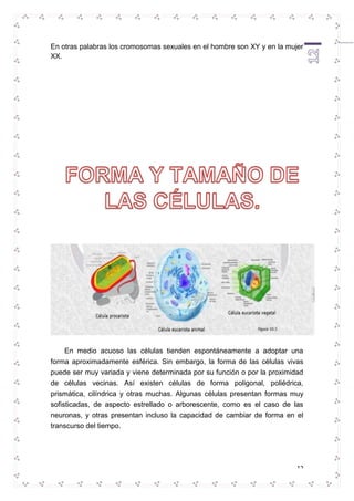 En otras palabras los cromosomas sexuales en el hombre son XY y en la mujer 
XX. 
En medio acuoso las células tienden espontáneamente a adoptar una 
forma aproximadamente esférica. Sin embargo, la forma de las células vivas 
puede ser muy variada y viene determinada por su función o por la proximidad 
de células vecinas. Así existen células de forma poligonal, poliédrica, 
prismática, cilíndrica y otras muchas. Algunas células presentan formas muy 
sofisticadas, de aspecto estrellado o arborescente, como es el caso de las 
neuronas, y otras presentan incluso la capacidad de cambiar de forma en el 
transcurso del tiempo. 
12 
 