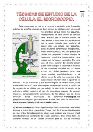 Cabe preguntarse por qué en el curso de la evolución se ha favorecido 
este tipo de tamaños celulares, es decir, por qué las células no son en general 
más grandes o por qué no son más pequeñas. 
Probablemente, el límite inferior en tamaño 
viene marcado por el número mínimo de 
biomoléculas y estructuras supramoleculares 
que la célula necesita para mantener el 
estado vital. Las células más pequeñas, 
ciertas bacterias denominadas micoplasmas, 
miden unos 0,3μm (300 nm) y no parece que 
células más pequeñas pudieran albergar la 
maquinaria bioquímica imprescindible para 
realizar sus funciones esenciales. Por otro 
lado, el límite superior del tamaño celular 
puede venir dado por la velocidad de difusión 
de las moléculas disueltas en un medio 
acuoso: las células pequeñas tienen una 
mayor relación superficie/volumen, y su 
interior es por lo tanto más accesible a las 
sustancias que difunden hacia él a partir de su 
entorno. El ojo humano no puede apreciar objetos de tamaño inferior, en el 
mejor de los casos a 0,2 mm. Resulta pues evidente que, estando el tamaño de 
la mayoría de las células muy por debajo de este límite, el estudio de la 
estructura celular requerirá el uso de dispositivos capaces de generar 
imágenes considerablemente aumentadas de los objetos que se desea 
observar. Estos dispositivos se denominan microscopios (del 
griego micros=pequeño yscopein=mirar). Existen dos tipos de microscopio: 
el microscopio óptico y el microscopio electrónico. 
a) Microscopio óptico.- Es un dispositivo cuyo funcionamiento se basa en las 
leyes de la óptica física y geométrica (Figura 10.4). En él se combina la acción 
de dos lentes, llamadas objetivo y ocular, para producir una imagen virtual 
considerablemente aumentada del objeto observado. Una simple lente de 
aumento montada en un soporte adecuado para su uso se denomina 
15 
 